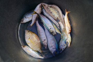 top view of a bucket of caught sea fish