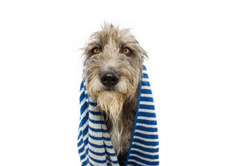 Portrait black dog wrapped with s blue striped towel ready for bathing, bath or take a shower. Isolated on white background.