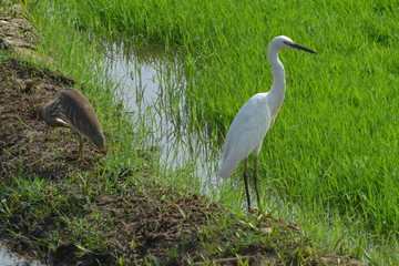 great blue heron