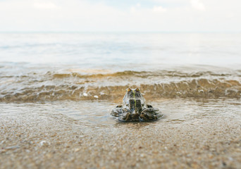 The frog sits on the bank of the river on a bright summer day and looks into the distance.