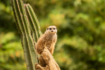 Erdmännchen sitzt aufmerksam am Ast
