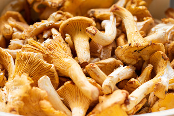Close up of ripe harvested chanterelles 