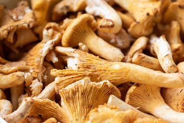 Close up of ripe golden chanterelles lying in a wooden basket 