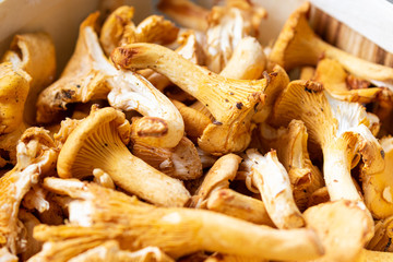 Close up of harvested golden mushrooms in a sunny autumn