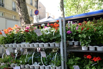 Fototapeta na wymiar Blumenstand auf einem Pariser Wochenmarkt 