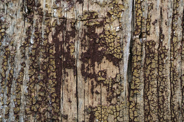 Old peeling paint on a wooden surface. retro wall background.
