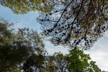 View to the trees