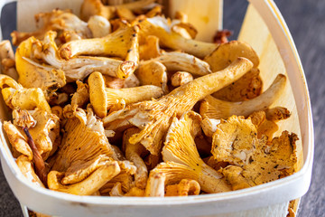 Close up of harvested girolles lying in a basket in the sund