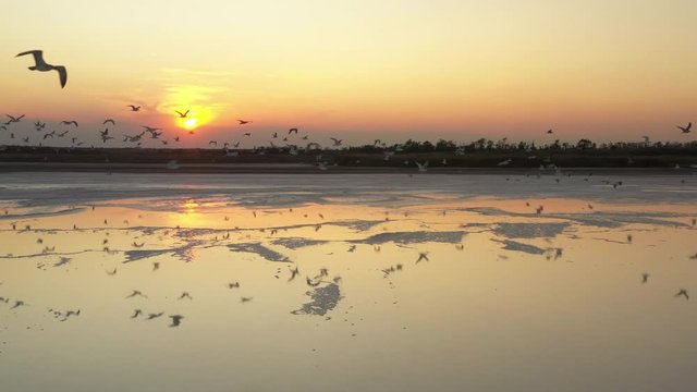 4k, Sunset on Tuzla salt lake, seagulls sit on the surface of the reservoir and fly over the lake.