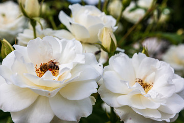 Fototapeta na wymiar Biene in einer Rosenblüte