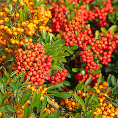 Früchte vom Feuerdorn, Pyracantha
