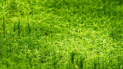 green grass, lively texture