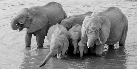Elephant Family