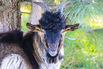 A beautiful black goat with big horns stands on an autumn farm. Gorgeous animals at the contact...