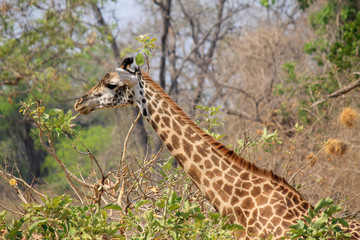 Giraffe Munching on a Tree