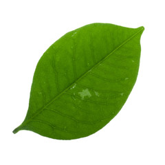 leaf of lychee with water drops isolated on white background