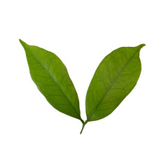 Fototapeta premium two leaves of lychee isolated on white background