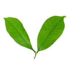 Fototapeta premium two leaves of lychee isolated on white background