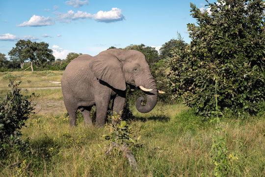Large bull elephant standing in a clearing eating green leaves from a tree.  Image taken on the Okavango Delta in Botswana.