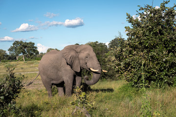 Fototapeta na wymiar Large bull elephant standing in a clearing eating green leaves from a tree. Image taken on the Okavango Delta in Botswana.