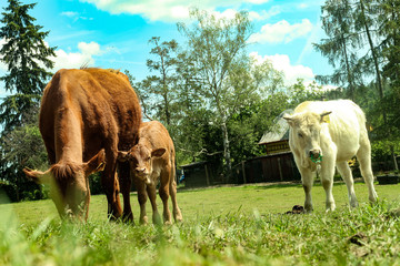 Cows on a green field.