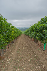 Fototapeta na wymiar landscape of vineyard french countryside valley