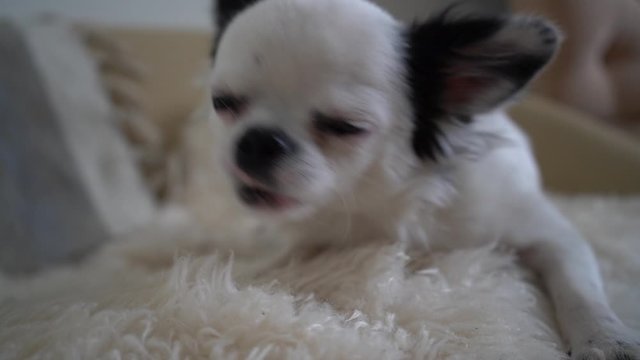 dog eating