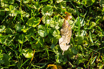 Autumn leaves background. Yellow leaf lie on the green grass, top view, close up, soft focus. Nature, ecology concept. Wonderland autumn scene. 