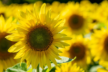 Fototapeta premium Bright colorful yellow sunflower in a field, with many other sunflowers defocused in background
