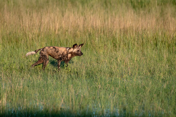African wild dog hunting in the Okavango Delta flooded grasslands in Botswana.