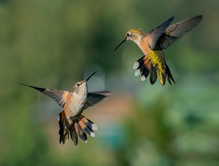 Fototapeta premium Fight at the Feeder