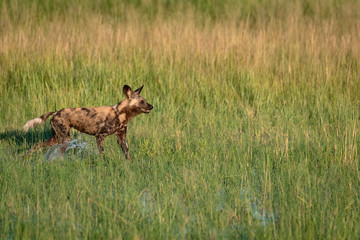 African wild dog hunting in the Okavango Delta flooded grasslands in Botswana.