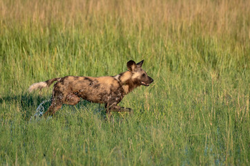 African wild dog hunting in the Okavango Delta flooded grasslands in Botswana.