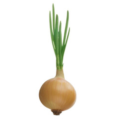 fresh  yellow onion with green leaves  isolated on white backgound