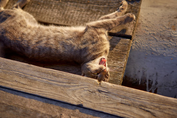 Beautiful gray cat lies in the yard on the boards