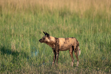 Painted African Wild Dog hunting in the Okavango Delta flooded grasslands in Botswana.