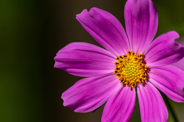 Pinkfarbene Blüte in voller Schönheit mit weit geöffneten Blütenblättern und gelben Stempeln voller Blütenpollen lädt Insekten wie Bienen und Hummeln zur Nektarsuche und Honigproduktion ein