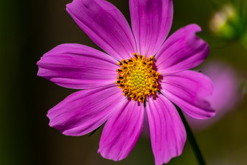 Obraz premium Pinkfarbene Blüte in voller Schönheit mit weit geöffneten Blütenblättern und gelben Stempeln voller Blütenpollen lädt Insekten wie Bienen und Hummeln zur Nektarsuche und Honigproduktion ein