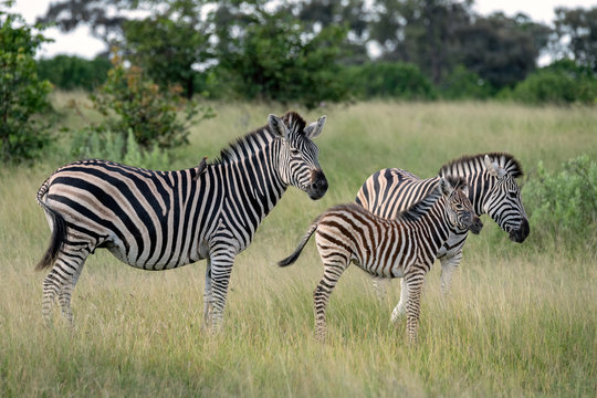 Family of three zebras, an adult, a juvenile (young adult), and a baby foal.  Image taken on the Okavango Delta, Botswana.