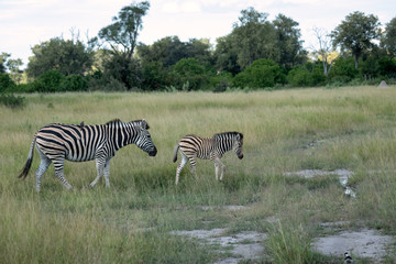 Obraz premium Mother zebra with an oxpecker on its back walking through the tall grasses with a young foal. Image taken in the Okavango Delta, Botswana.