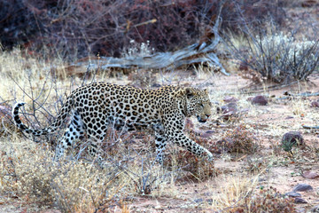 a leopard in the steppe - Namibia Africa