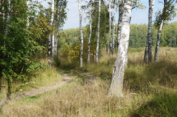 Obraz premium autumn forest