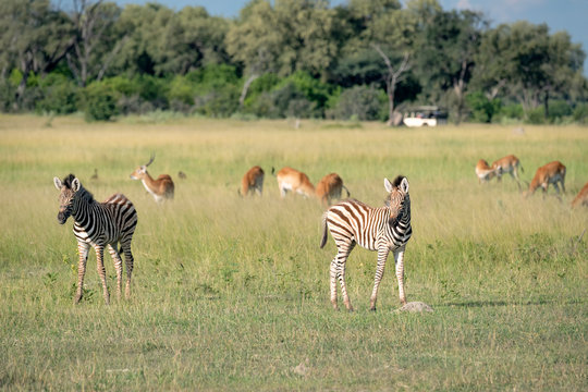 Mixed herd of zebra and impala grazing on grass with two young zebra foals.  Image taken on the Okavango Delta, Botswana.