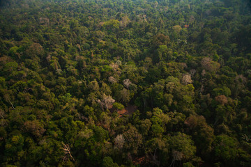 A logging branch within the Menkragnoti Indigenous Land. Illegal logging and deforestation for farm formation are the major causes of deforestation in the Amazon rainforest. Pará - Brazil