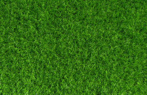 Green grass background texture. Top view.