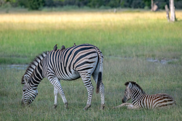 Fototapeta na wymiar Mother zebra with foal. Image taken in the Okavango Delta, Botswana.