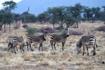 Obraz na płótnie Canvas Hartmann's mountain zebra (Equus zebra hartmannae) - Namibia Africa