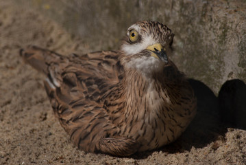 SONY DSC © SimonQbala