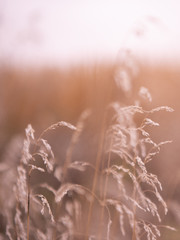 Wheatfield. Ears of golden wheat close up. Beautiful Nature Sunset Landscape. Rural Scenery under Shining Sunlight. Background of ripening ears of a wheat field. Rich harvest Concept. 