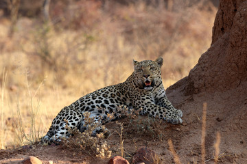 Leopard at a termite hill - Namibia Africa